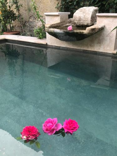 two pink flowers in the water in a swimming pool at LE CLOS DE LA CATHEDRALE in Bazas