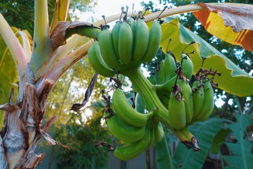 a bunch of green bananas hanging from a banana tree at villa gilimakyah in Gili Air