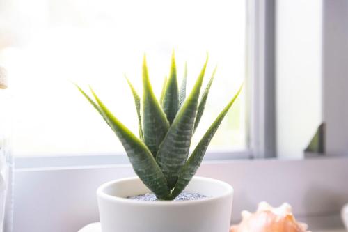 a green plant in a white pot on a window sill at Casa Limonada Boutique Motel in Sarasota