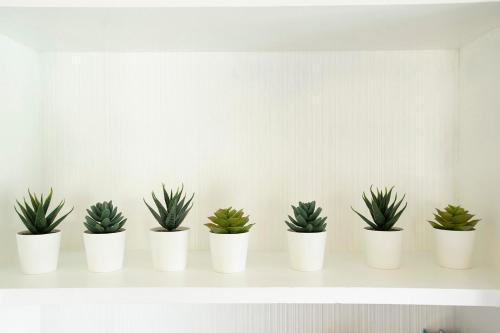 a row of plants in white pots on a shelf at Casa Limonada Boutique Motel in Sarasota
