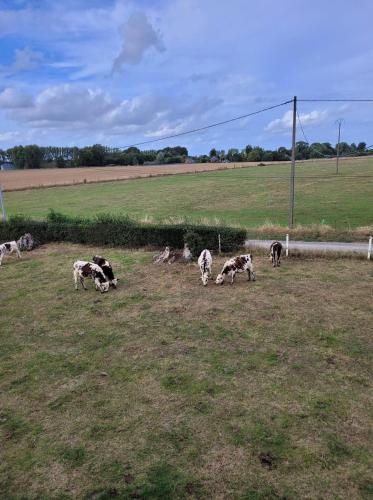 un grupo de vacas pastando en un campo en Chambre chez l'habitant 1 en Biville-la-Baignarde