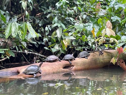 a group of turtles sitting on a log in the water at Perla Negra Beachfront in Puerto Viejo