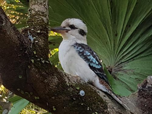 a bird is sitting on a tree branch at Lovestone Cottages Montville in Montville