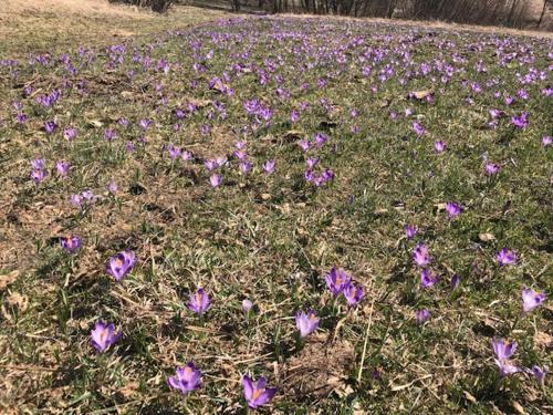 a field of purple flowers in the grass at Willa ANTONÓWKA in Kościelisko