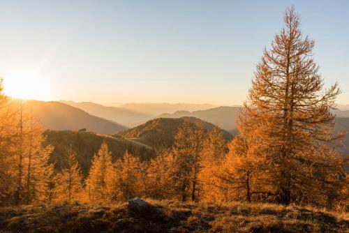 a group of trees on a hill with the sun setting at Gutzingerhof in Bad Kleinkirchheim