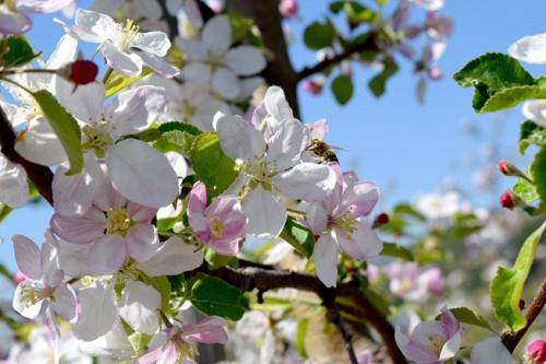 a swarm of white flowers on a tree at Unterfrickhof in Owingen