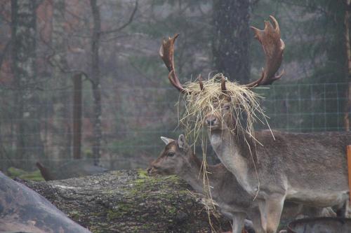 two deer with hay on their heads in a zoo at Damwildfarm in Rollerbü Südschweden in Tyringe