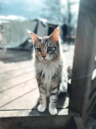 a kitten is standing on a wooden deck at Damwildfarm in Rollerbü Südschweden in Tyringe