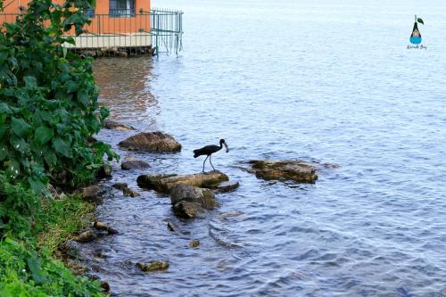 un uccello che si erge sulle rocce nell'acqua di Avocado Bay Private Retreat a Entebbe