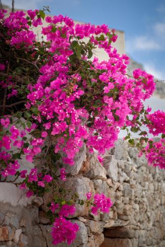 a bunch of pink flowers hanging from a stone wall at Villa Nina, dreamy little cycladic home in Amorgos in Órmos Aiyialís