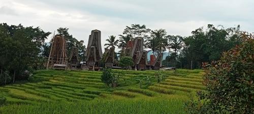 a field with at Toraja Bungin Homestay in Rantepao