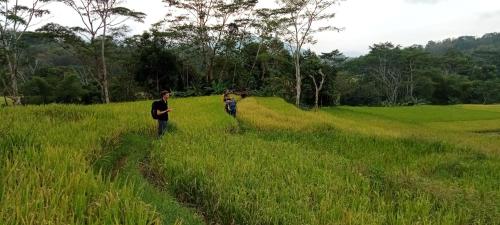 two people walking through a field of tall grass at Toraja Bungin Homestay in Rantepao