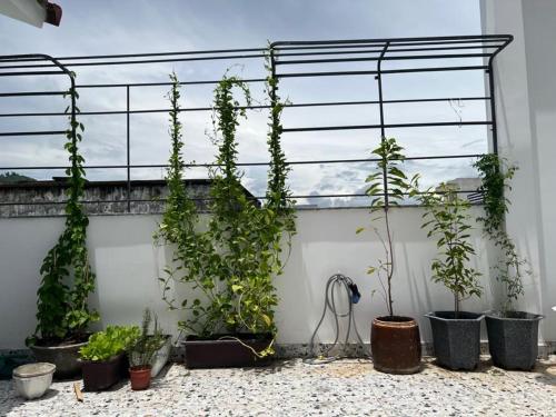 a group of plants in pots on a wall at Tom Homestay Quy Nhơn in Quy Nhon