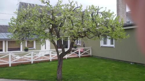 a green house with a tree in the yard at Ovelia B&B in Kuressaare