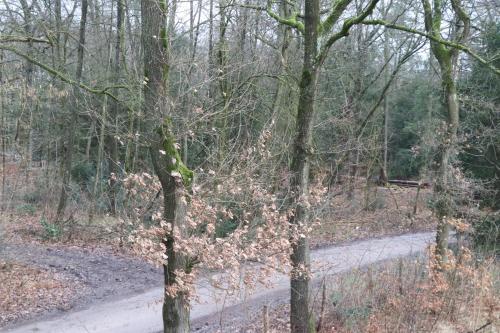 a tree with leaves on it on a dirt road at WijkD in Leende