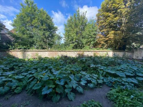 een grote groene plant voor een muur bij A 2h30 de Paris et Bruxelles, appt avec verger, centre historique, plages à proximité in Boulogne-sur-Mer