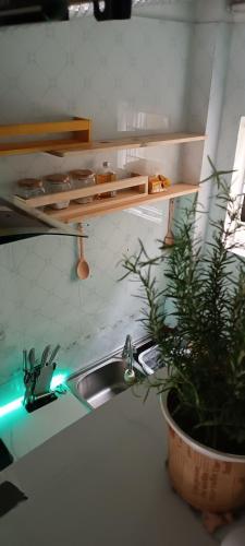 a kitchen sink with a potted plant next to it at Cuccu homestay in Kiến An