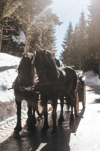 two horses pulling a horse drawn carriage on a snowy road at Rtanj Kopaonik Eco Resort & Spa in Kopaonik