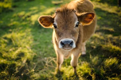 una vaca marrón parada en un campo de hierba en Fernhill Guest Farm en Knysna