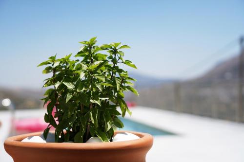 a plant in a pot sitting on a table at Villa Tzekos in Kendrokhórion