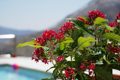a plant with red flowers next to a pool at Villa Tzekos in Kendrokhórion