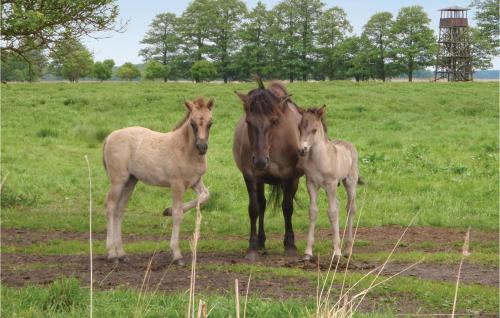 three horses standing in a field of grass at Amazing Home In Stepnica With Kitchen in Stepnica
