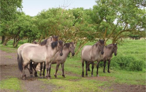 a group of horses standing in a field at Amazing Home In Stepnica With Kitchen in Stepnica