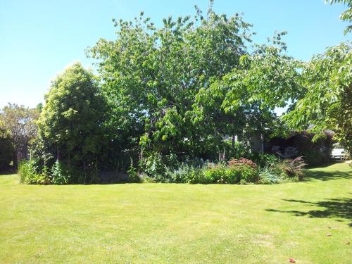 a green yard with trees and bushes and grass at Edgewater Motel in Te Anau