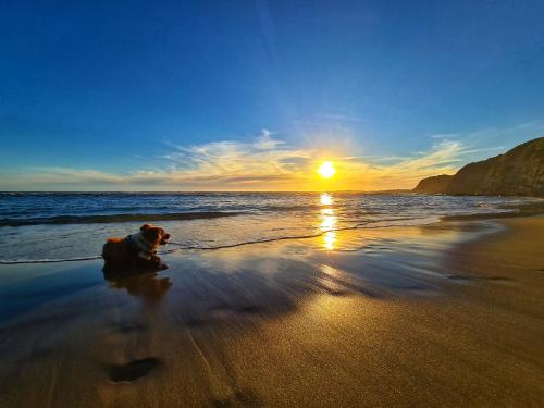 a dog sitting on the beach at sunset at Ocean & Country Views, Spa, Pets Welcome, Fireplace - Your Ocean Oasis 10 minutes to Phillip Island in Kilcunda