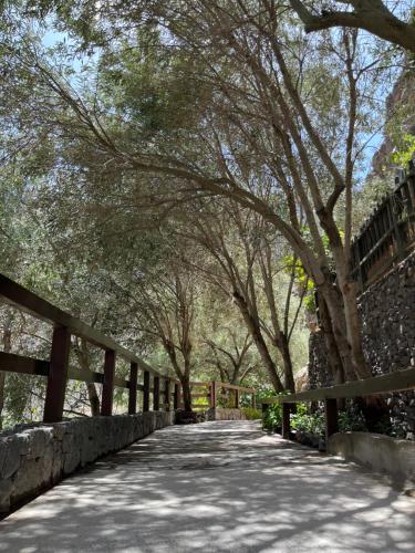 a tree lined path with a fence in a park at Casa Rural Guayadeque Ca'Juani in Ingenio