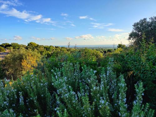 a field of blue flowers and trees with the ocean in the background at Villa Mest Pepp in Monopoli