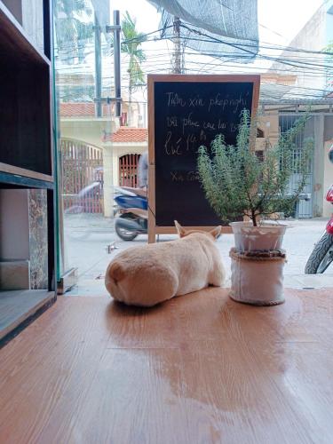 a cat laying on a table next to a potted plant at Cuccu homestay in Kiến An