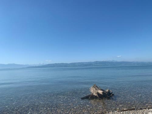 a piece of wood in the middle of the water at Hopfenglück in Tettnang