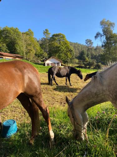 a group of horses grazing in a field at La Posada De Los Arcángeles in Madrid