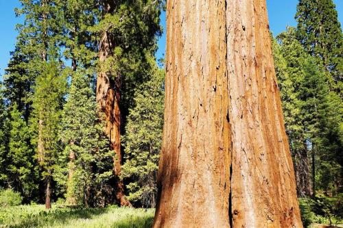 a large tree in a field next to some trees at Redwood Retreat, Mountains, Adventure and Nature in Ponderosa