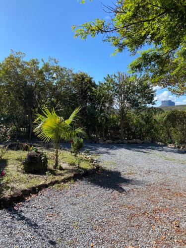 a palm tree in the middle of a gravel road at Chalé Verde - Vale do Capão in Vale do Capao