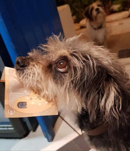 a small dog sitting on a desk next to a computer at Haris Studios in Palaiochóra