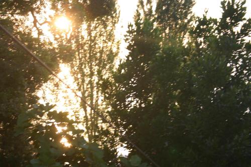 a view of the sun shining through the trees at Villa Filip in Trpejca