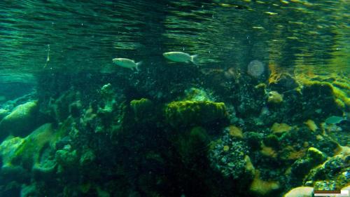 a group of fish swimming in the water at FARINHA DE PAU - ECO B&B in Tarrafal