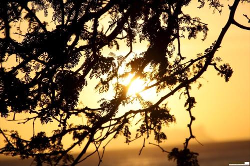 a silhouette of a tree with the sunset in the background at FARINHA DE PAU - ECO B&B in Tarrafal