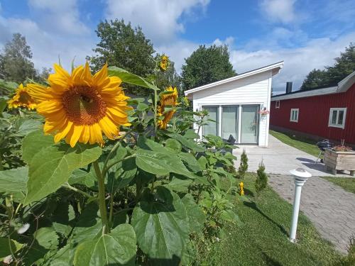 a sunflower in the yard of a house at Attefallshus säng 160 bäddsoffa 160 in Växjö
