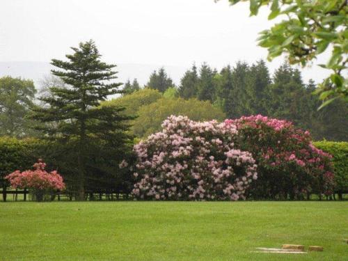 a bush of pink flowers in a green field at Stable Lodge in Drymen