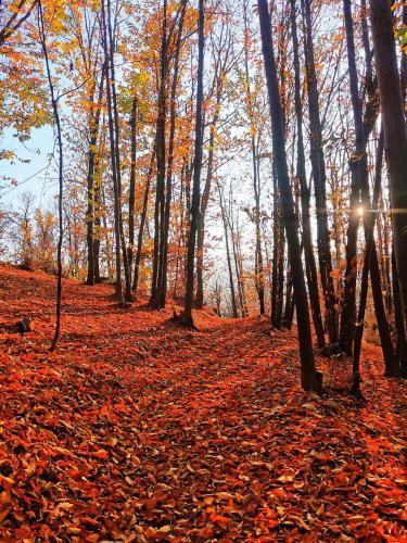 an autumn forest with leaves on the ground at Chalet Alma in Frabosa Sottana