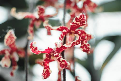 a group of red and white star cookies at Villa Orchid Garden Riverside Hoi An in Hoi An