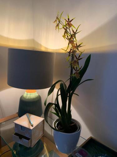 a plant in a pot on a table next to a lamp at Hideaway Holiday Apartment in Salisbury