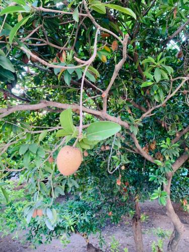 a orange hanging from a tree with leaves at Hải An Homestay - Garden by the Beach in Phan Rang