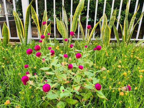 a bunch of pink flowers in front of a fence at Hải An Homestay - Garden by the Beach in Phan Rang