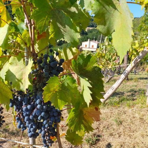 a bunch of grapes hanging from a tree at Ca`Rosei in Monteciccardo
