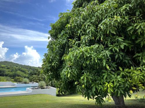 a large tree next to a swimming pool at Lejos Eco Retreat in Vieques