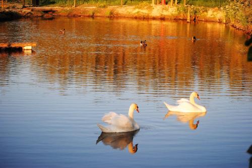 two white swans swimming in the water at Monte Calmaria by Estilo Lusitano, with private pool and Jacuzzi in Grândola